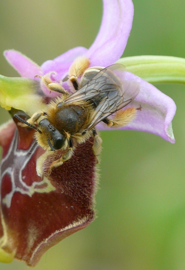 Apidae: Eucera sp., femmina